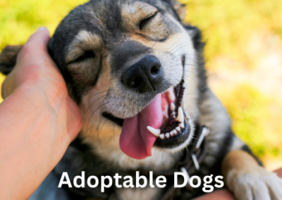 dogs for adoption in maine
