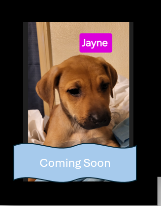 Jayne CS