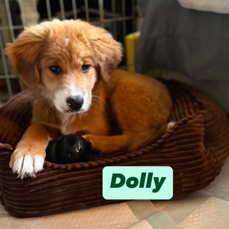 Dolly