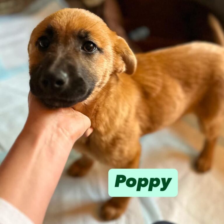 Poppy