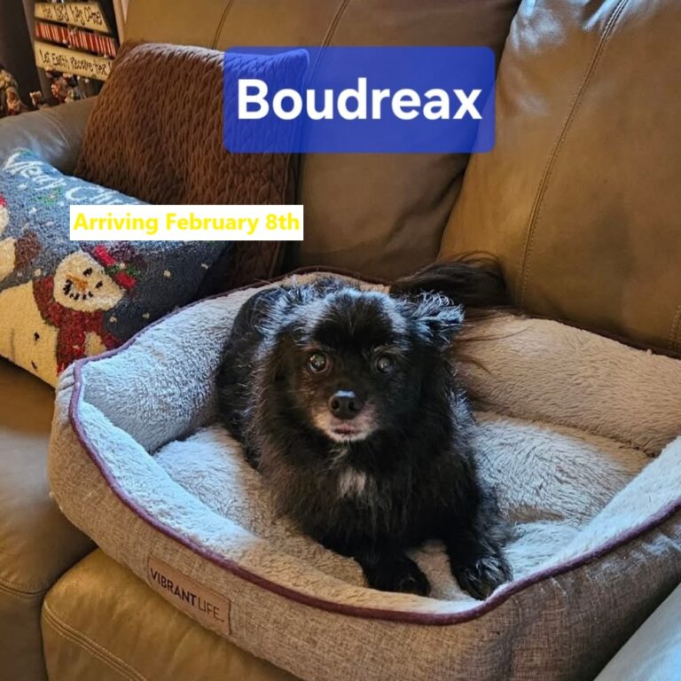 Boudreaux Arrival