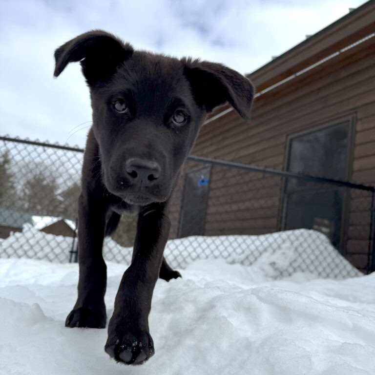 Grover1