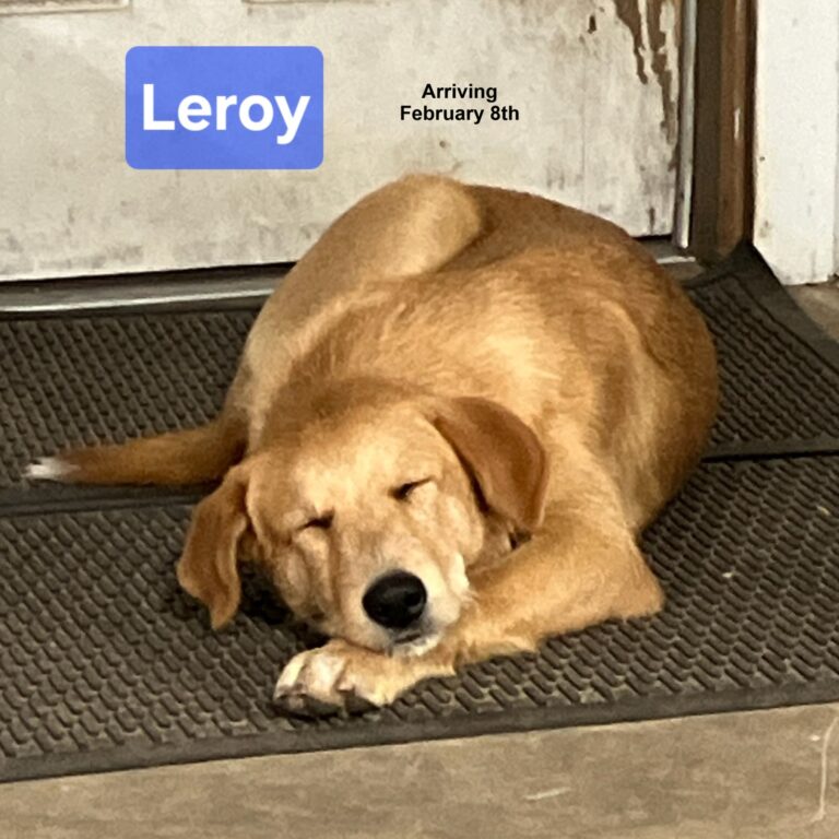 Leroy Arrival