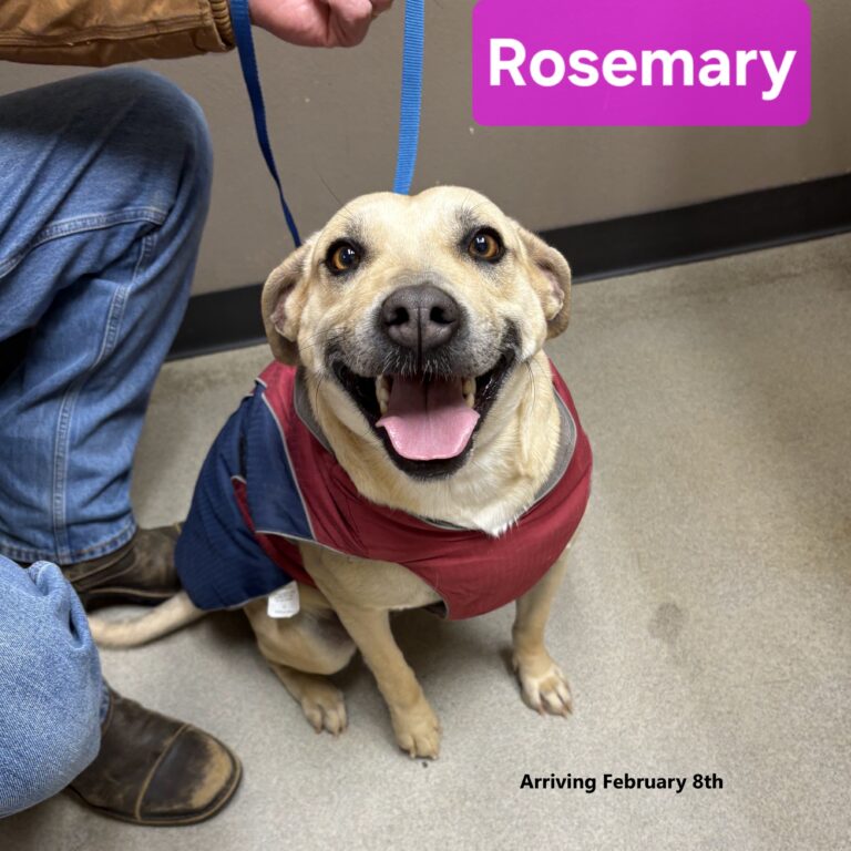 Rosemary Arrival