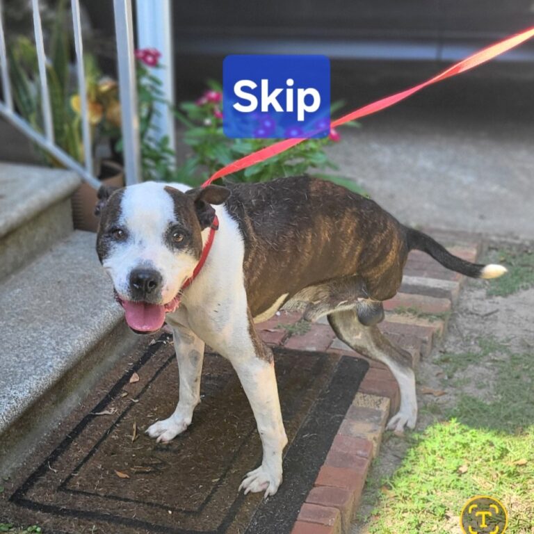 Skip