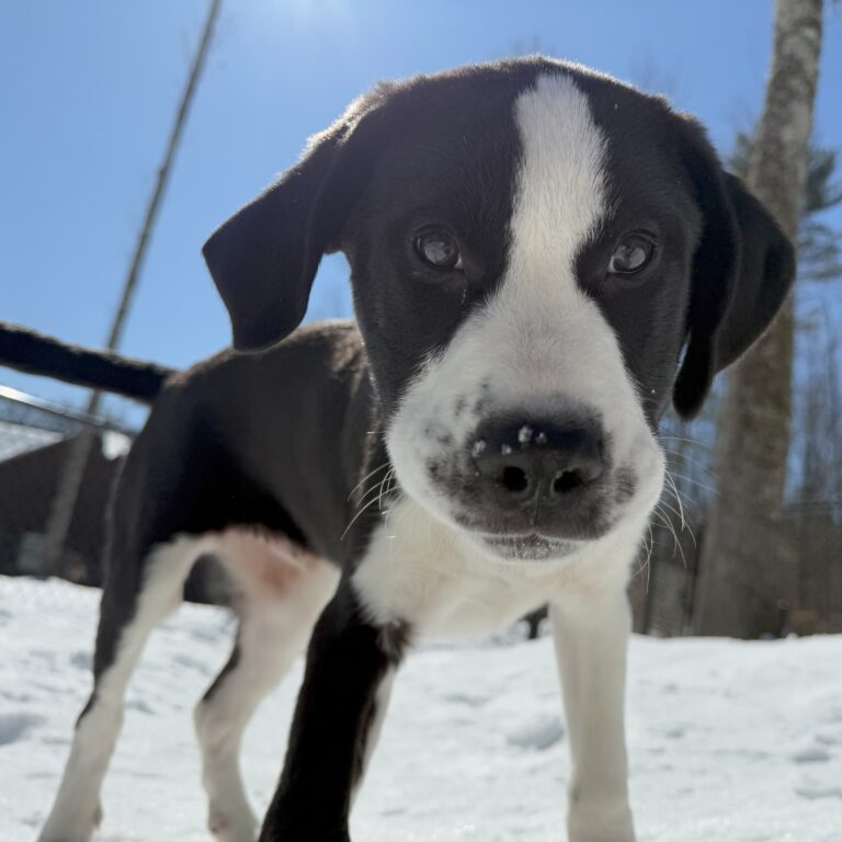 Atlas