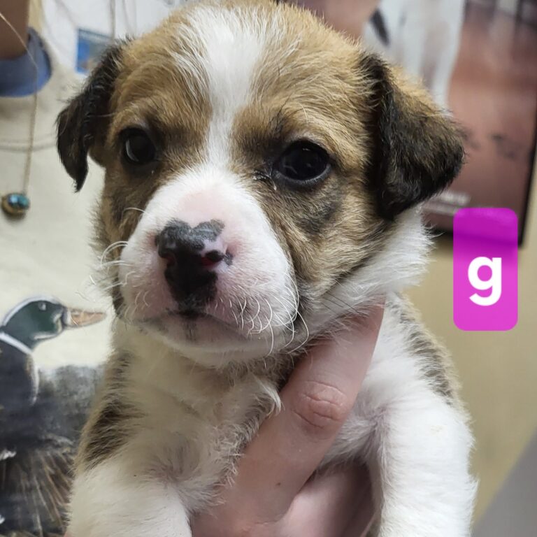 Gemma