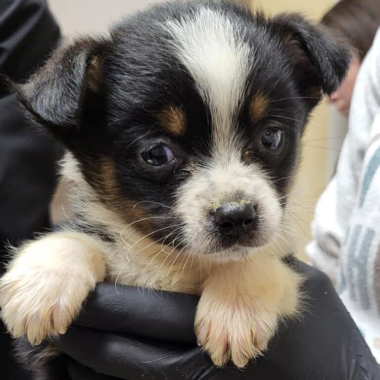 Hugo