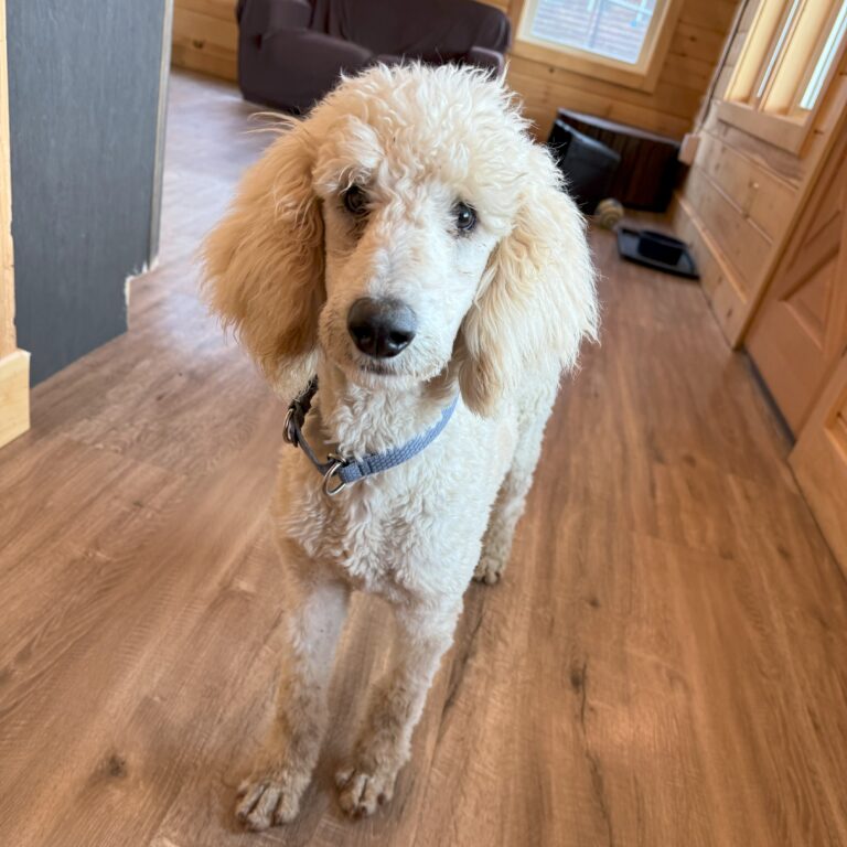 Hugo