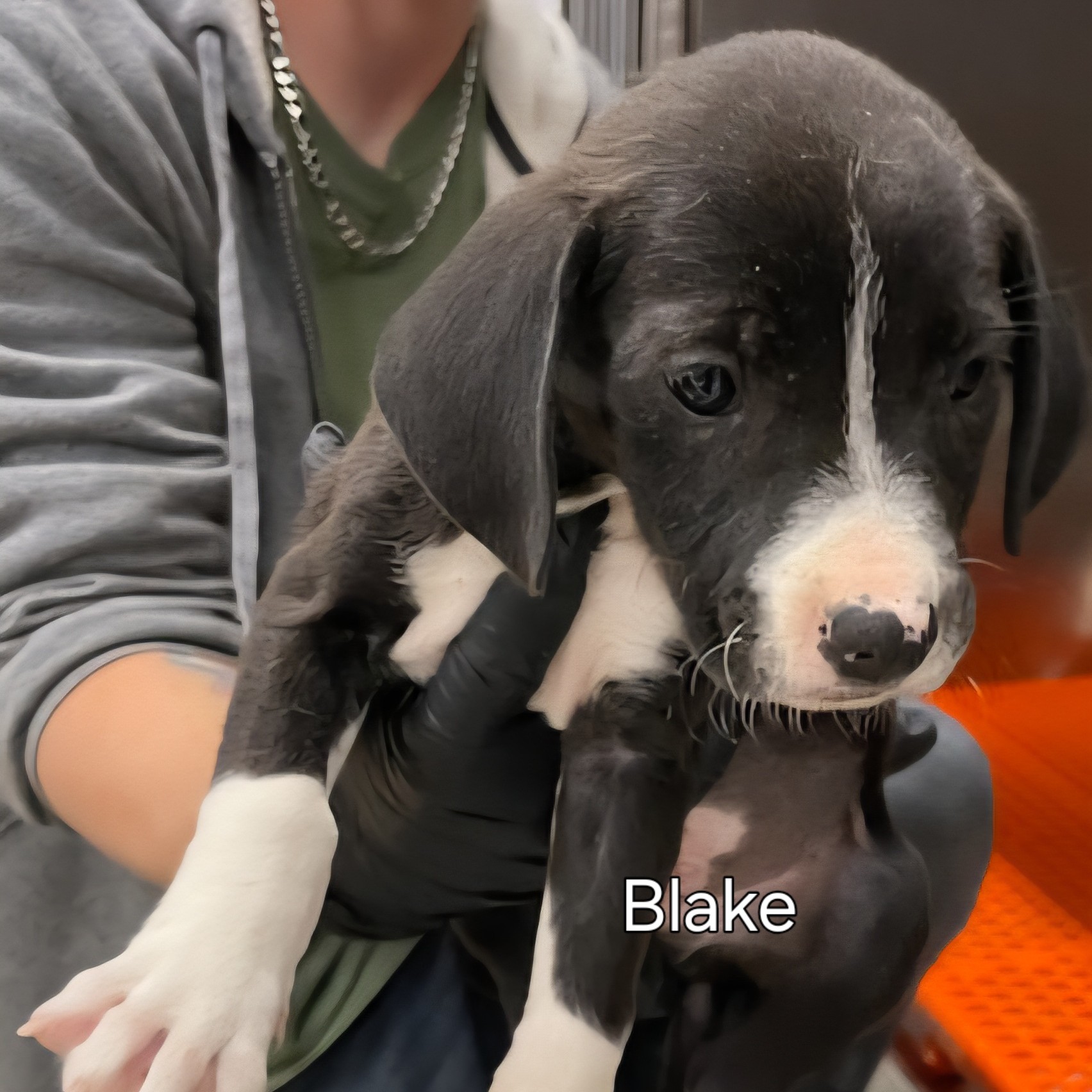 Blake