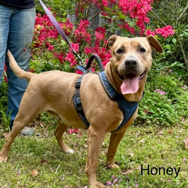 Honey