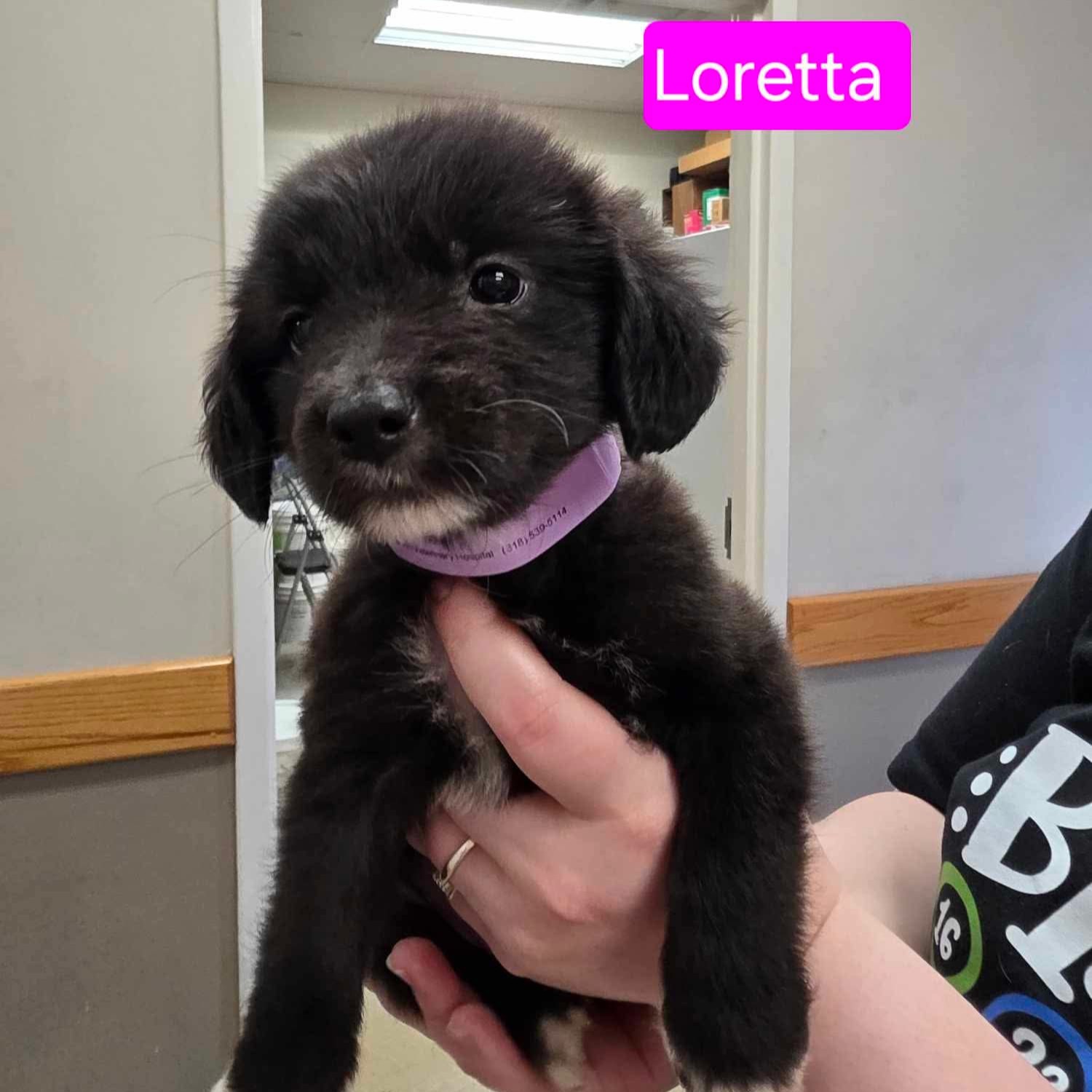 Loretta