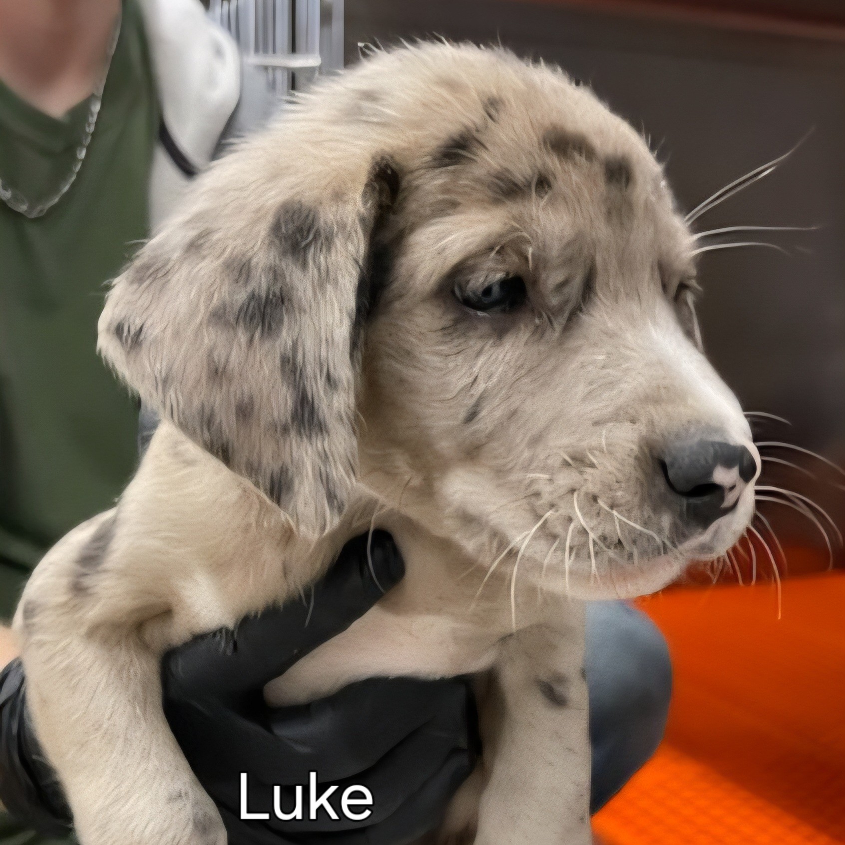Luke