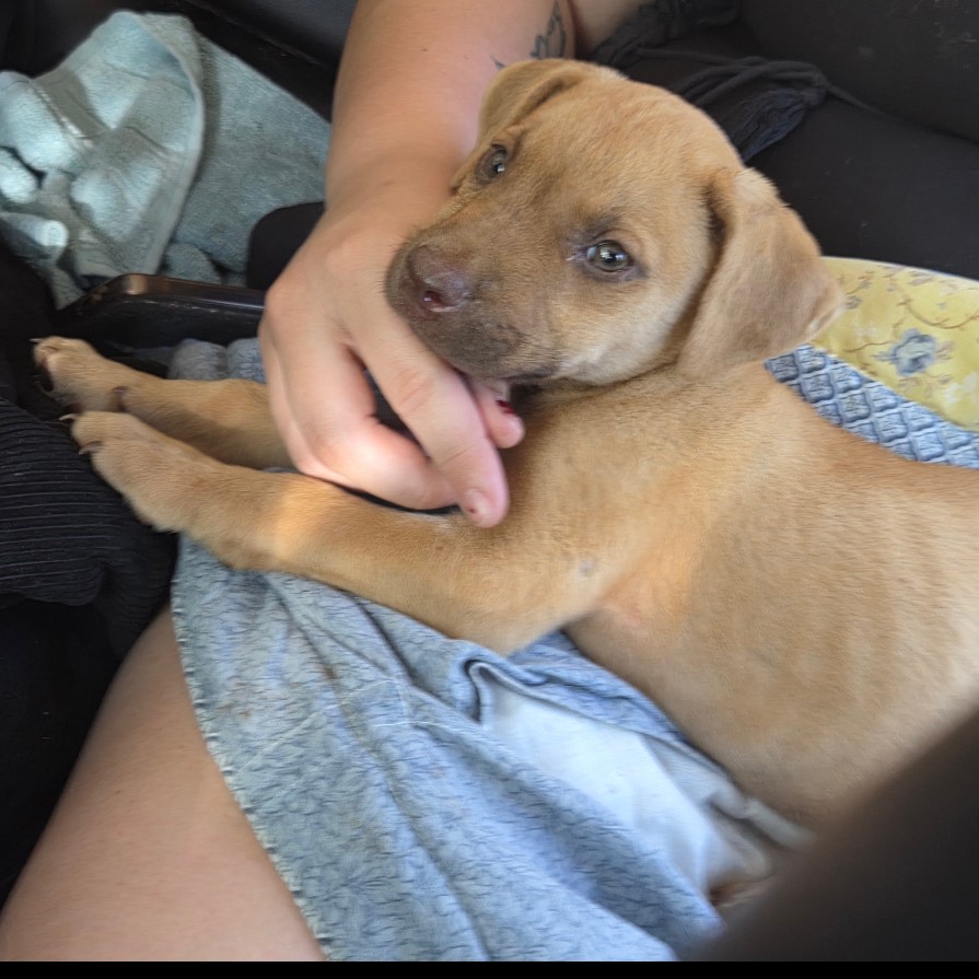 Milo