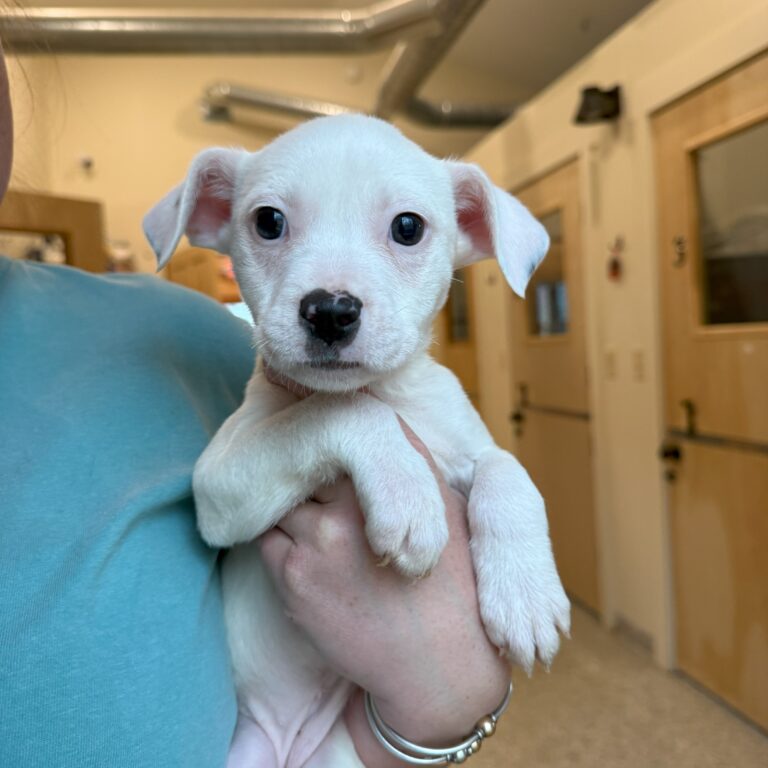 Minnie