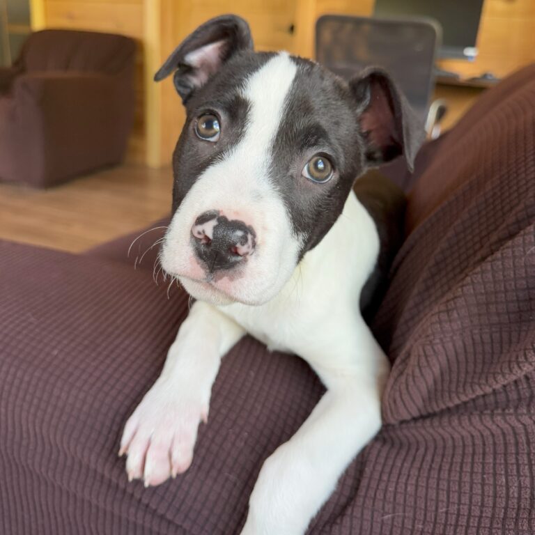 Monty