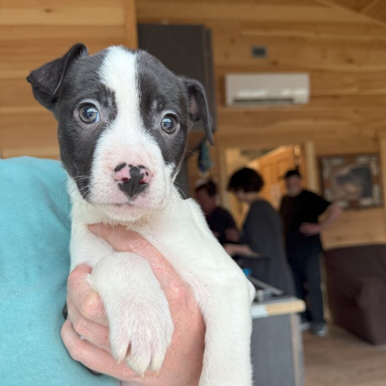 Monty