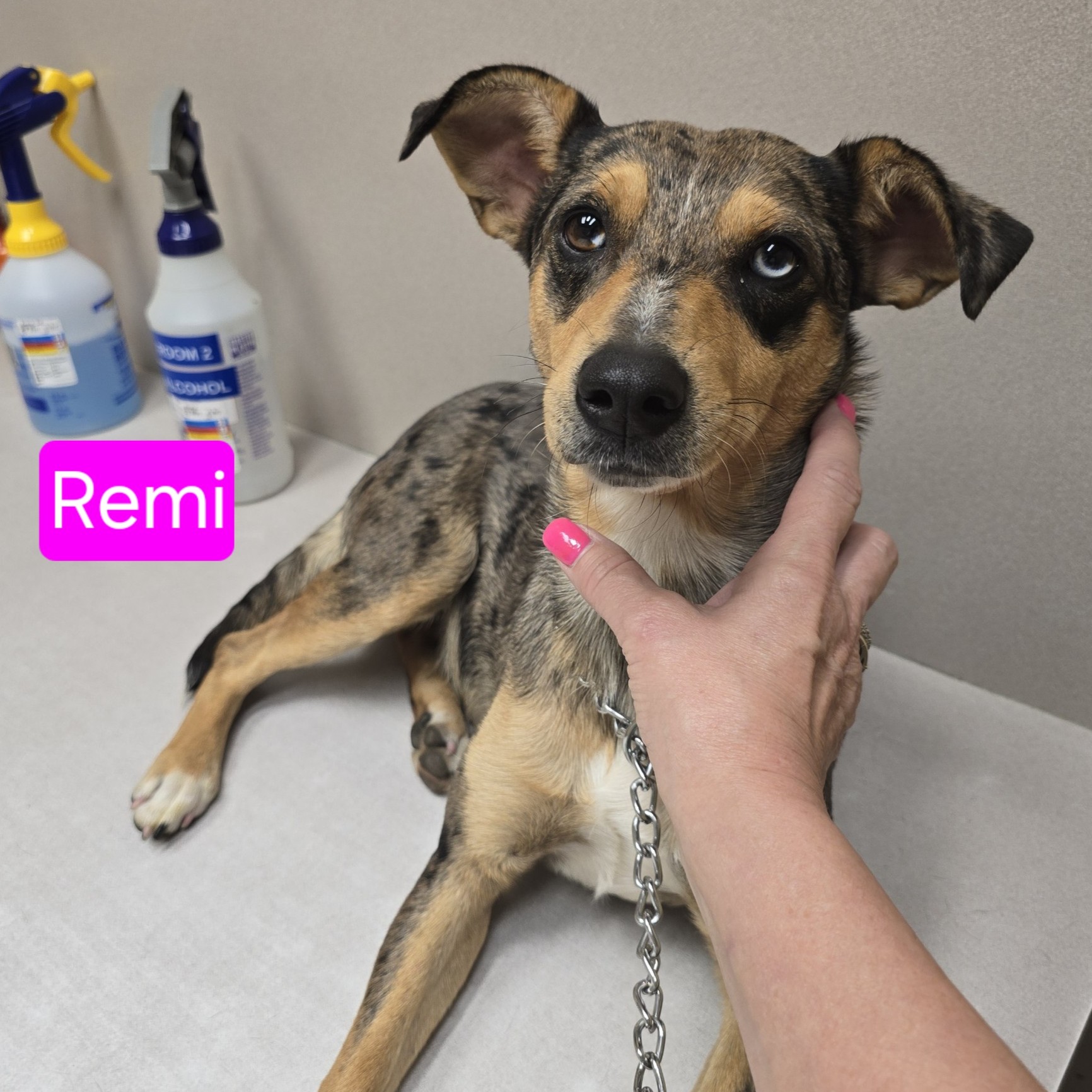 Remi