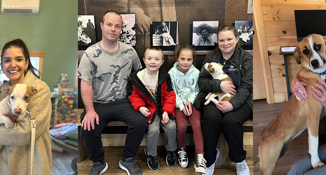 Recent Adoptions