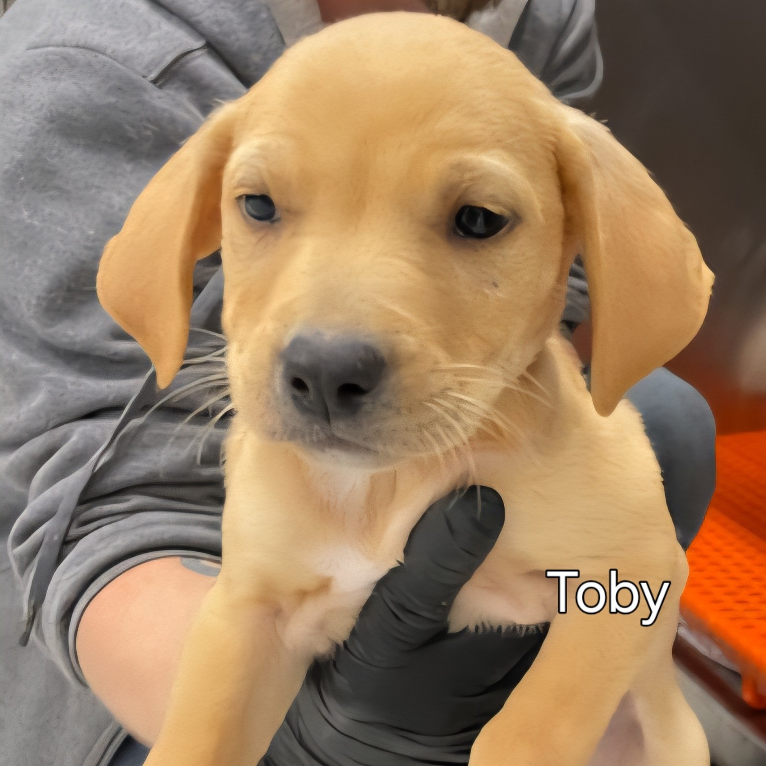 Toby