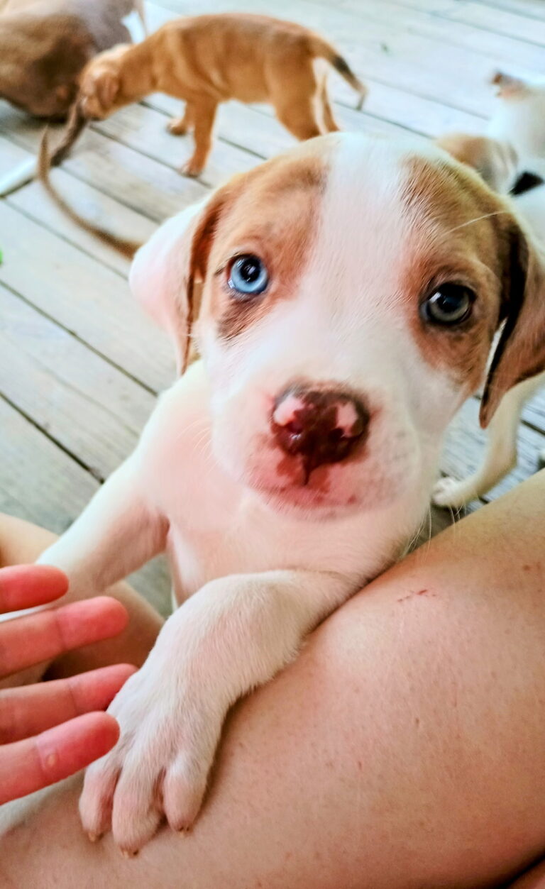 Woodie 3