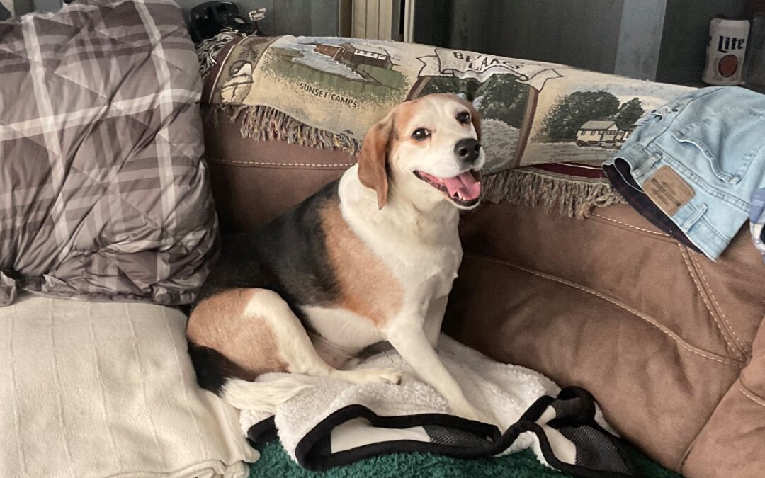 Mr. Hound’s Story