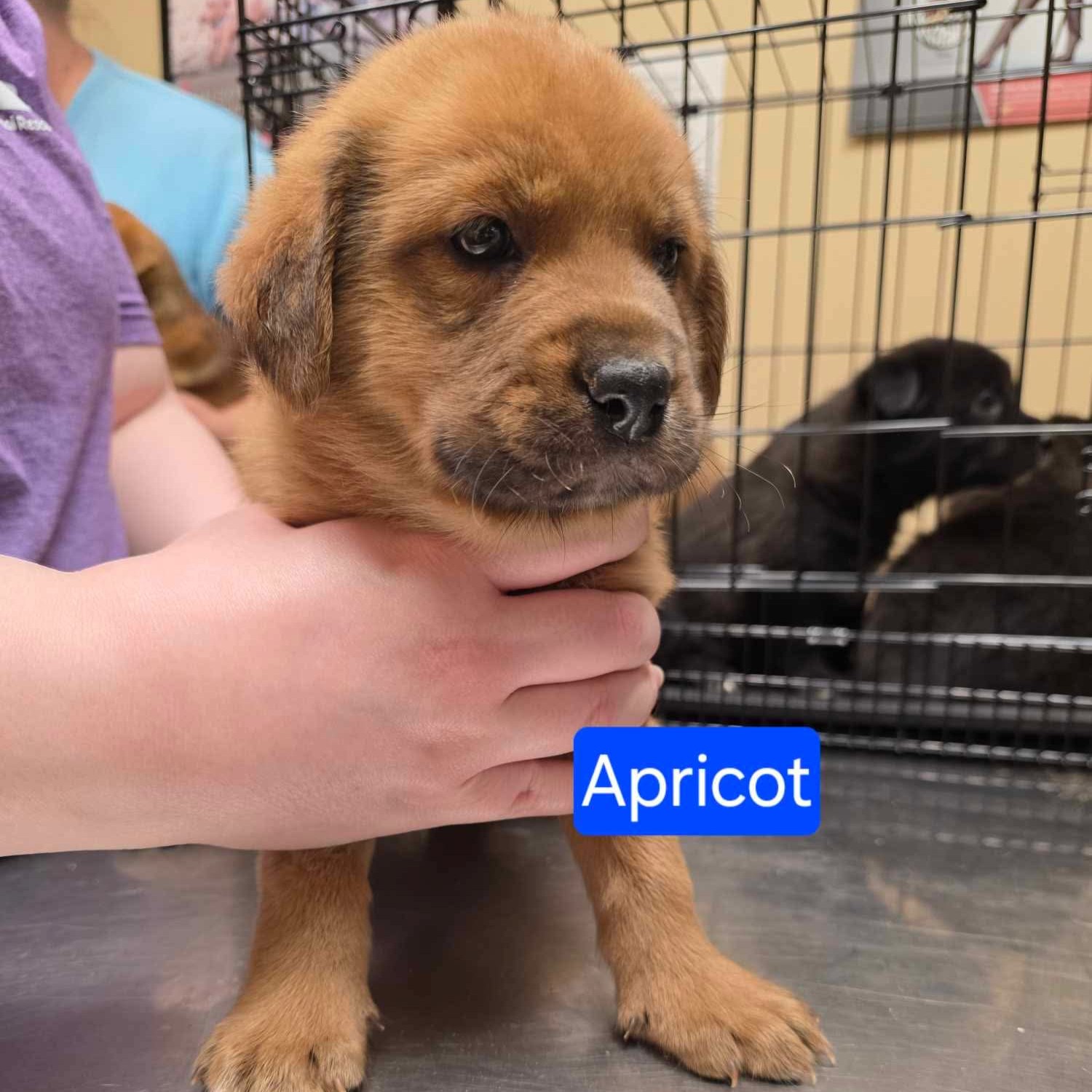 Apricot