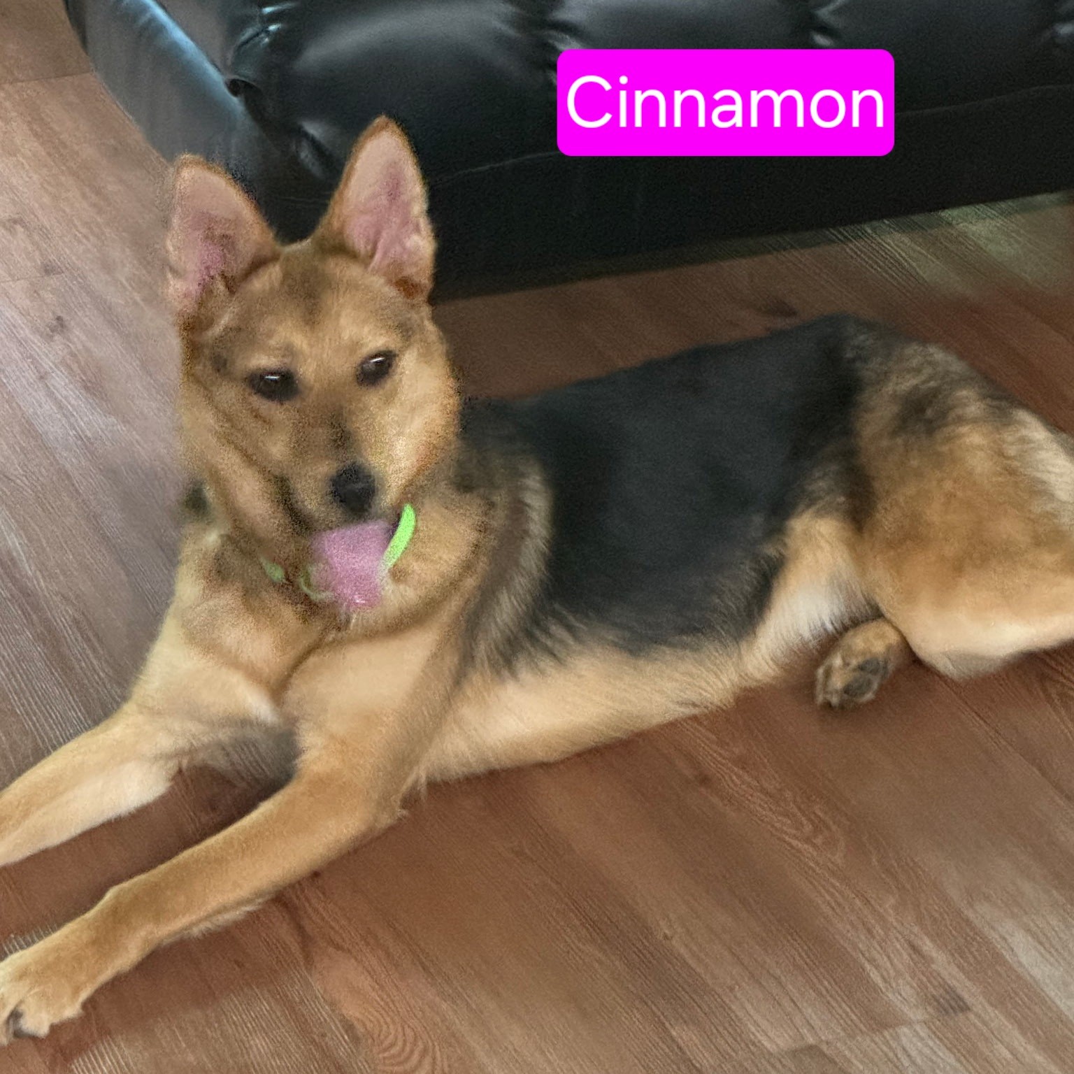 Cinnamon