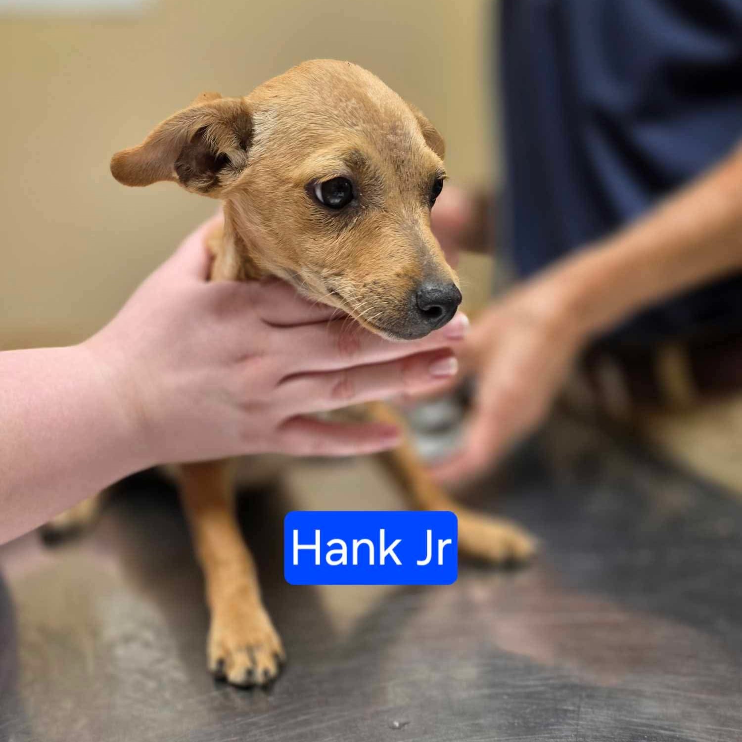 Hank Jr