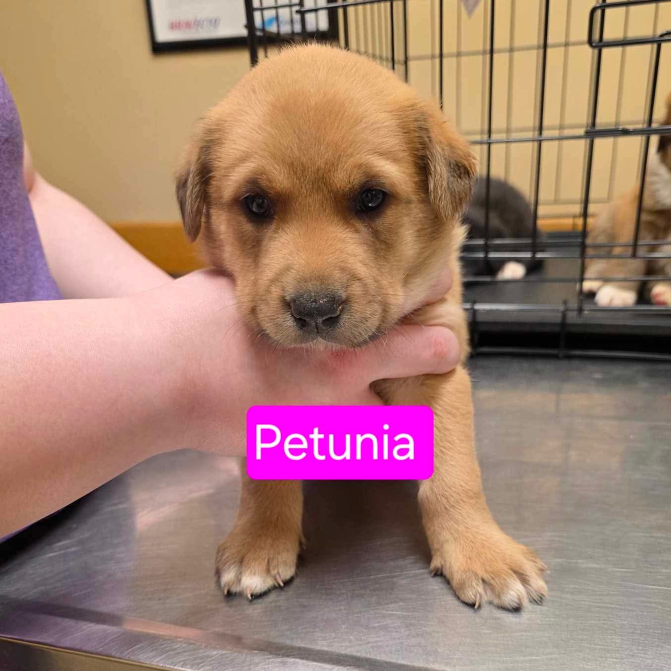 Petunia