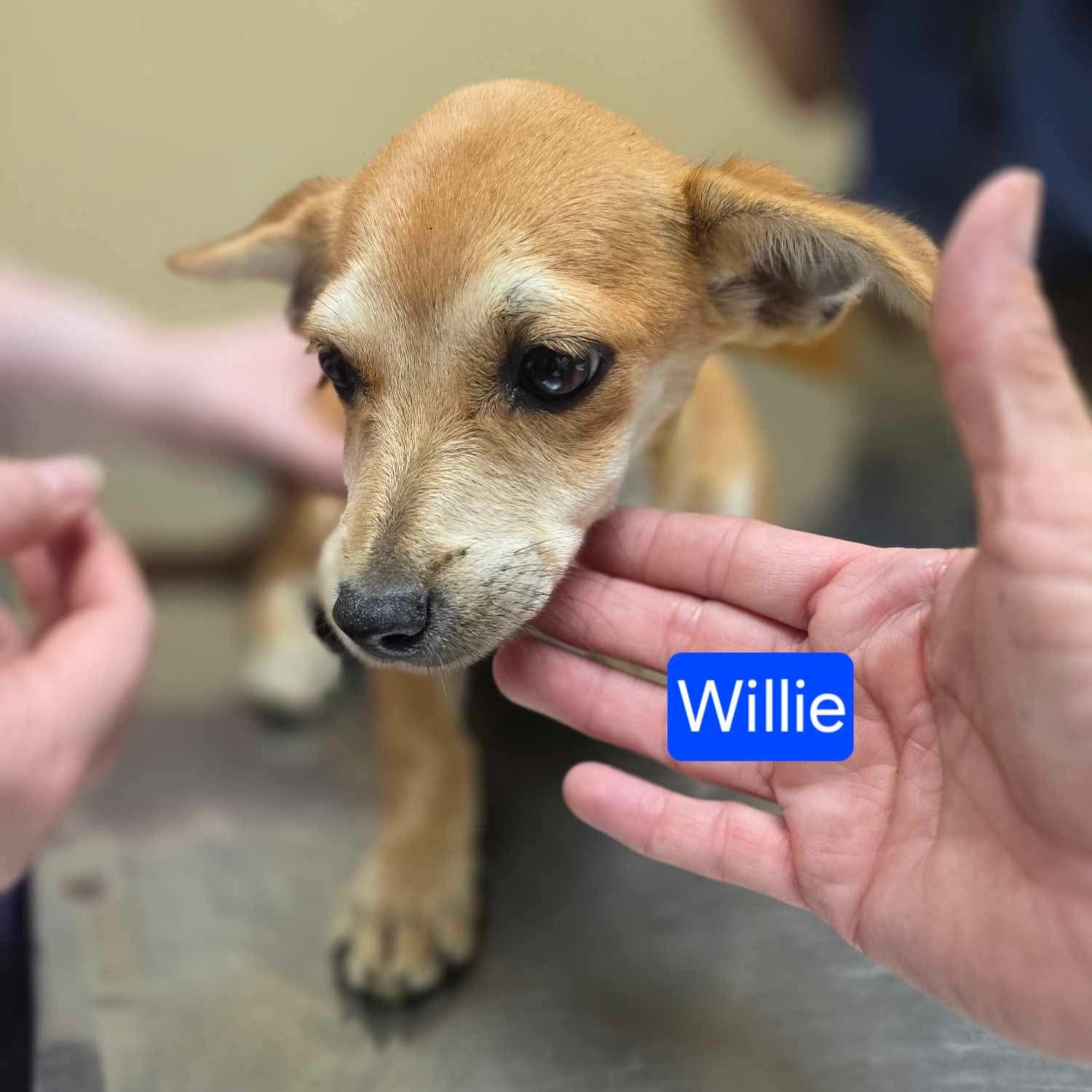 Willie