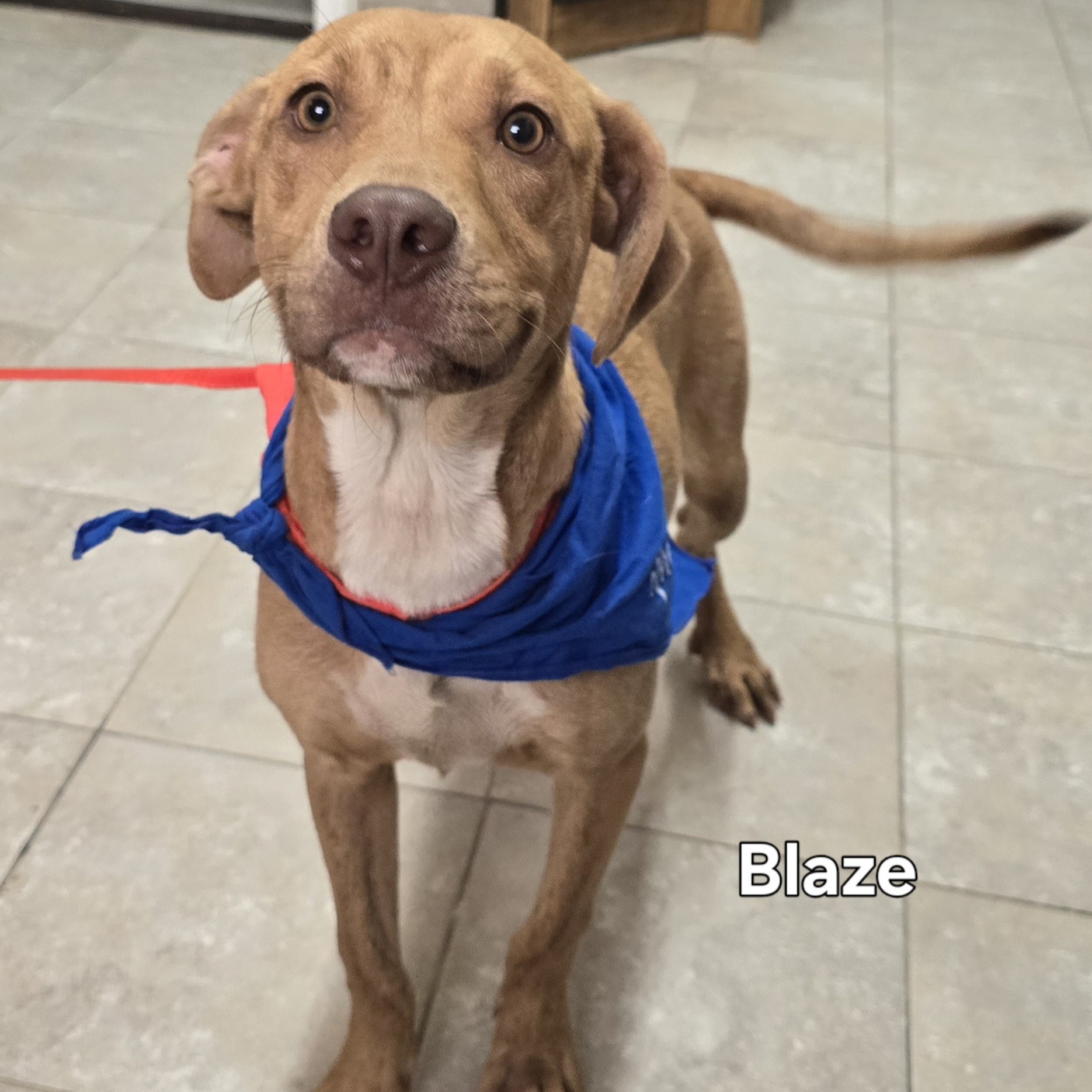 Blaze