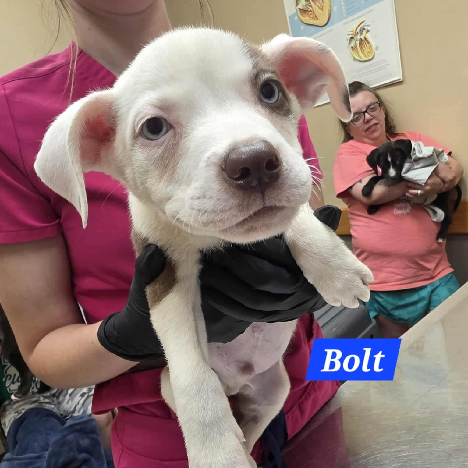 Bolt (m)