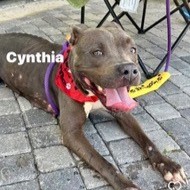 Cynthia 2