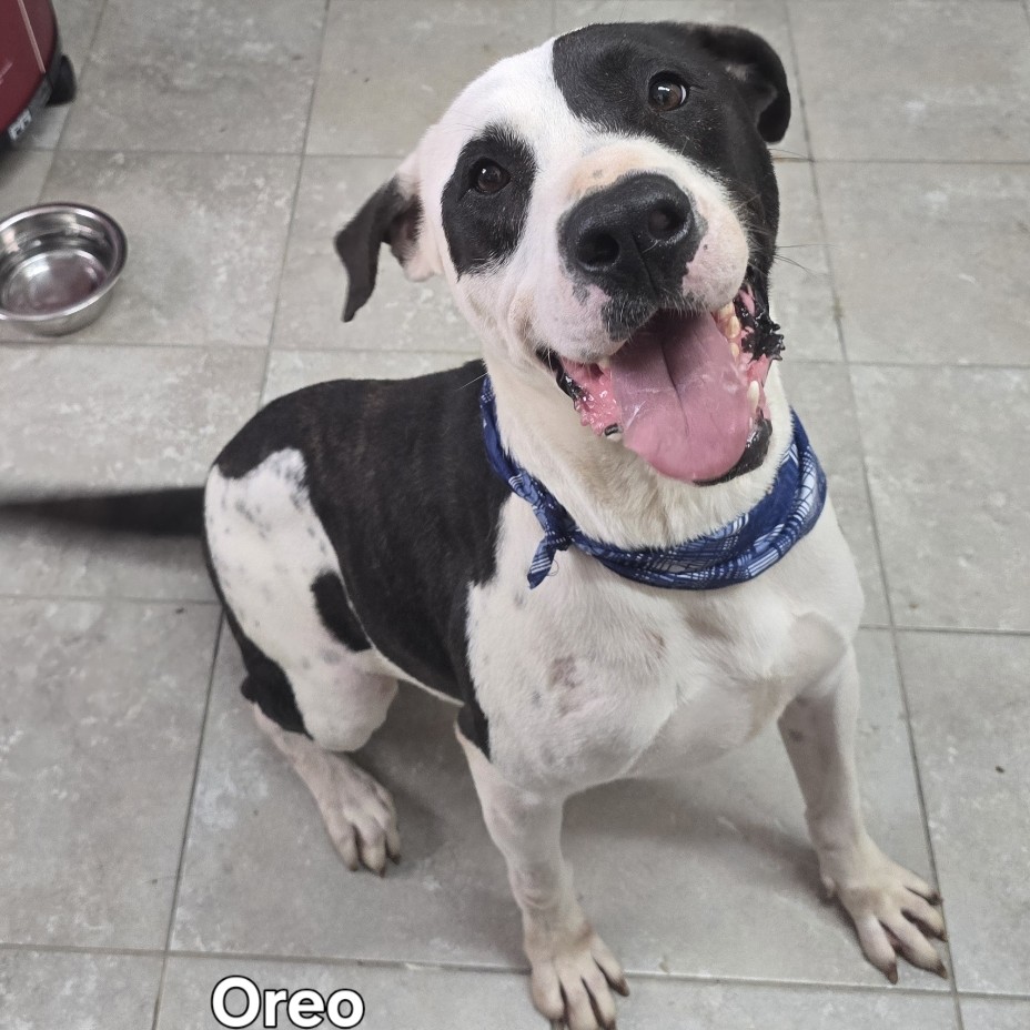 Oreo