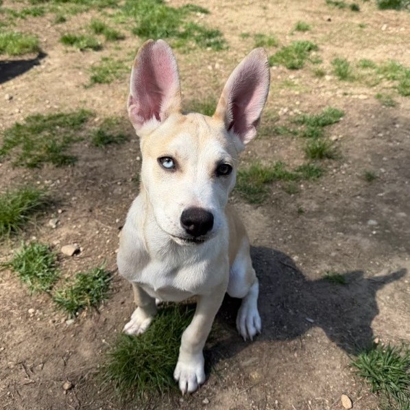 Mixed Breed