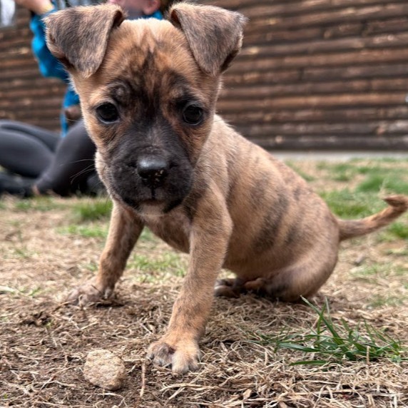 Mixed Breed