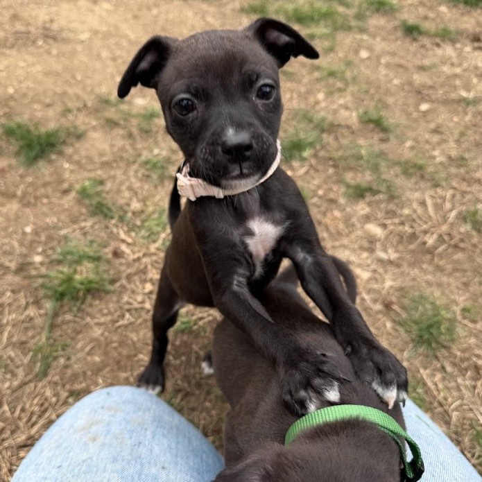 Mixed Breed