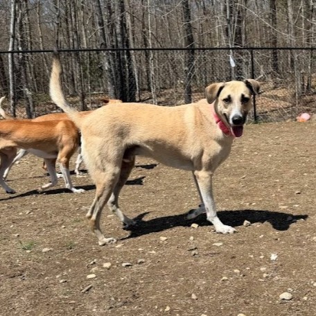 Mixed Breed