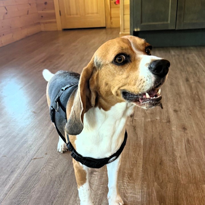 Beagle