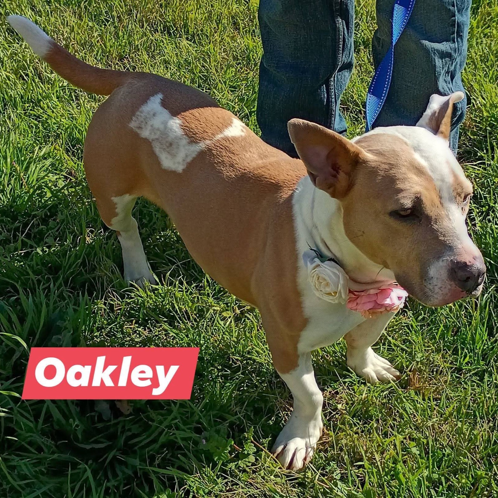 Oakley