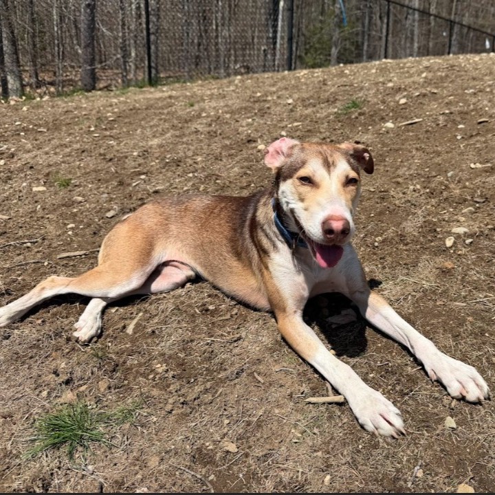 Opie
