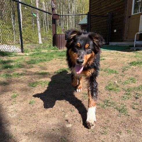 Mixed Breed