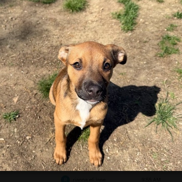 Mixed Breed