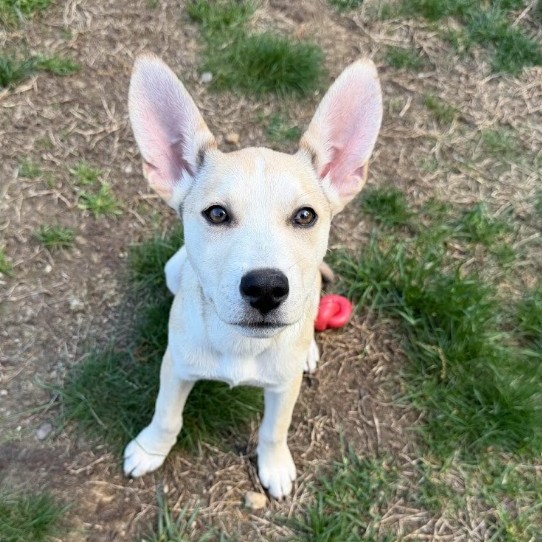 Mixed Breed