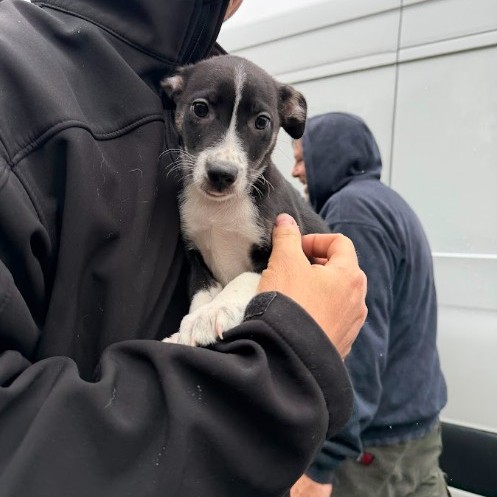 Mixed Breed