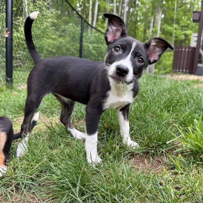 Mixed Breed