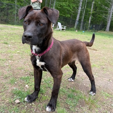 Mixed Breed