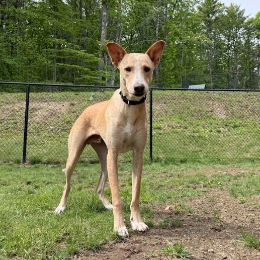 Mixed Breed