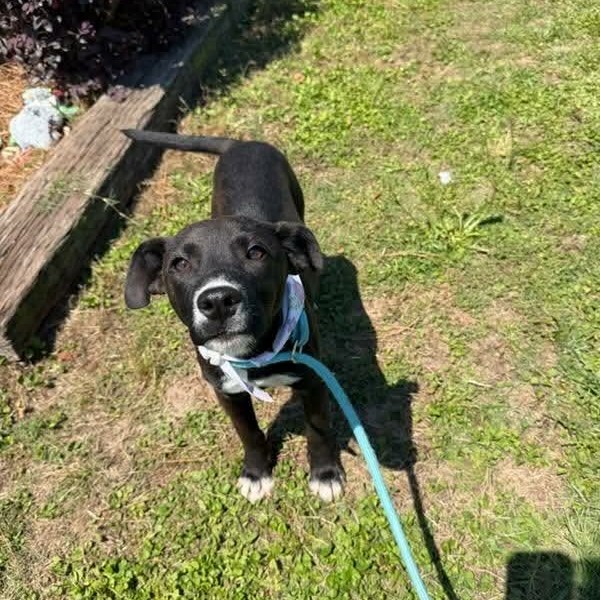Mixed Breed